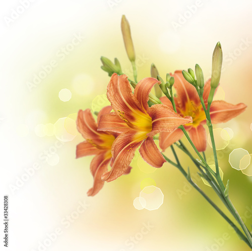 Naklejka na szafę Yellow Lily Flower border design