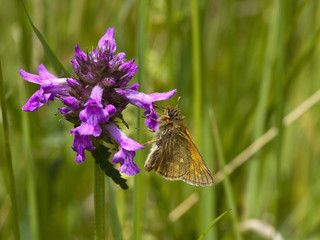 Wall Mural - small skipper butterfly 2