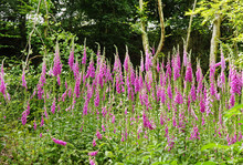A Mass Of Foxgloves In A Woodland Glade (Digitalis)