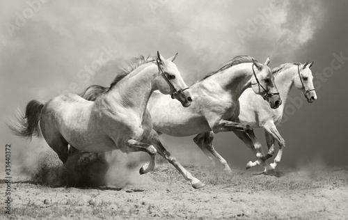Fototapeta na wymiar Białe piękne konie w galopie na pustyni