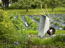 Wheelbarrow In An Organic Kitchen Garden
