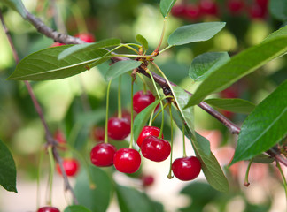 Poster - cherries