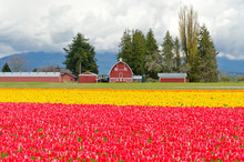 Field Of Tulips At Skagit, Washington State, America.