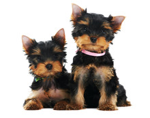 Two Yorkshire Terrier 3 Month Puppies Dog