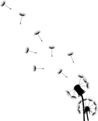 Canvas Print - two black dandelions illustration