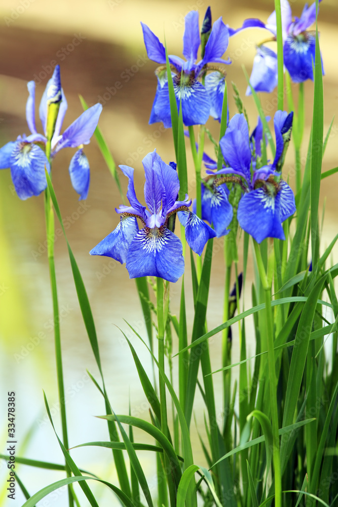 Blue irises on shore - obrazy, fototapety, plakaty 