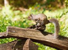 Gray Squirrel On Split Rail Fence