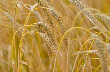 Barley, Hordeum Vulgare