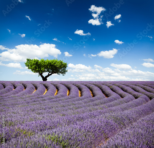 Naklejka na szybę Lavande Provence France / lavender field in Provence, France