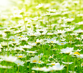 Wall Mural - Spring field of daisies