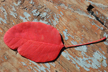 Wall Mural - red leaf