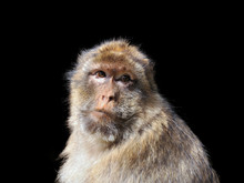 Barbary Macaque (Macaca Sylvanus) Isolated On Black