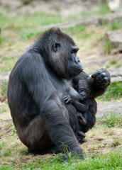 gorilla and her baby