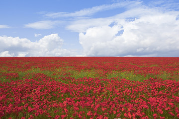 Wall Mural - poppy field 2