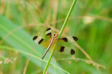 Wall Mural - dragonfly