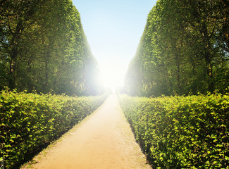 Poster - hedge - tunnel with walkway in an old park