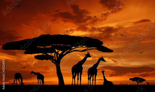 Naklejka dekoracyjna herd of giraffes in the setting sun