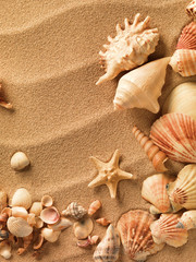 Canvas Print - sea shells with sand as background