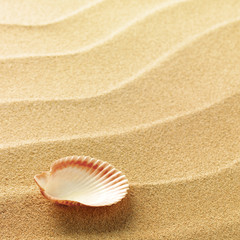 Canvas Print - sea shells with sand as background