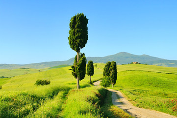 Canvas Print - Podere Terrapille 28