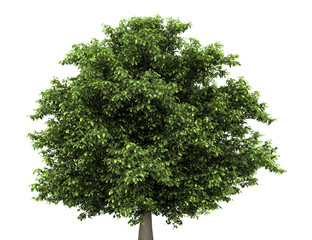 Wall Mural - horse chestnut tree isolated on white background