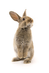 adorable rabbit isolated on white