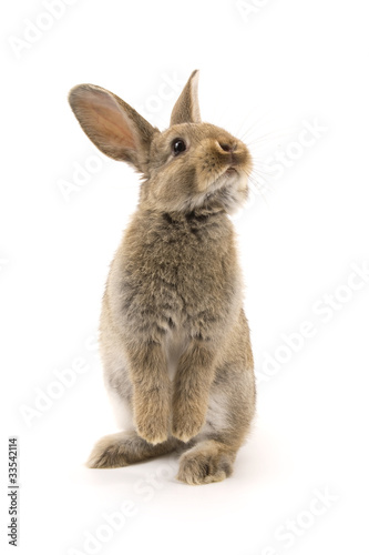 Fotomural Adorable rabbit isolated on white