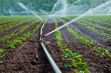 Fototapeta  - Agriculture water spray