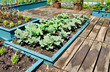 © alisonhancock - Cabbage plants in raised bed