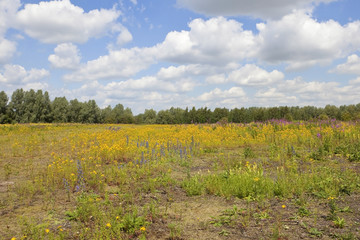 Wall Mural - summer wildflowers 3