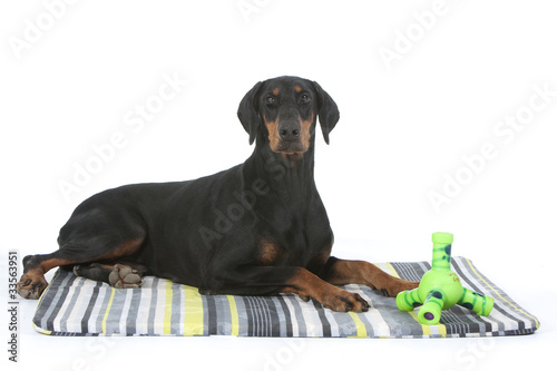 Cuadros en Lienzo dobermann costaud et ses jouets