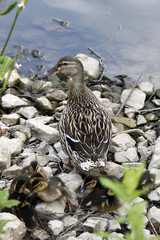 Wall Mural - Stockente mit Nachwuchs