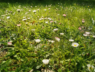 Wall Mural - daisies meadow