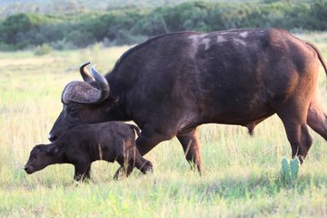 Wall Mural - african buffalo baby