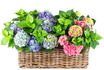 Poster - colorful hydrangea bushes. beautiful hortensia on white backgrou