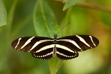 Wall Mural - Zebrafalter (Heliconius charithonia)