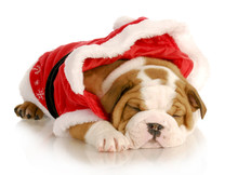 Cute Christmas Puppy