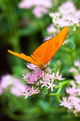 Wall Mural - Julia-Falter (Dryas iulia)