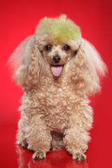 Poster - Apricot poodle on a red background