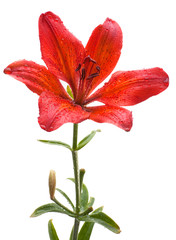 Red lily