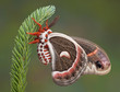 Cecropia moth on pine