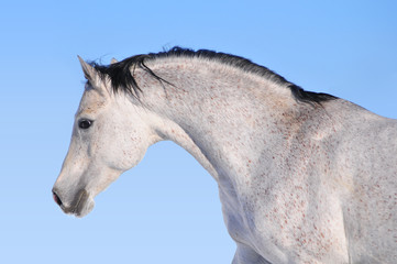 Wall Mural - arab horse portrait on blue background