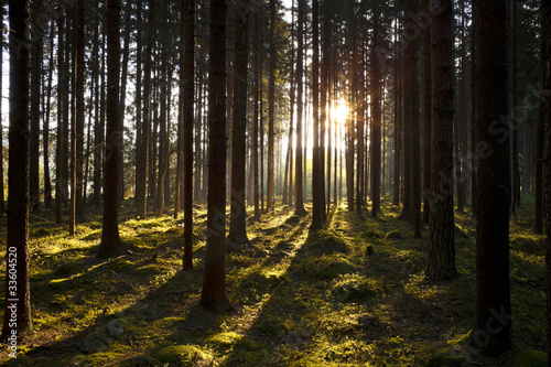 The forest in the mornig