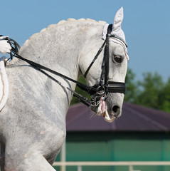 Canvas Print - Dressage: portrait of gray horse