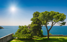 Adriatic Sea View At Rovinj. Pine Trees In Coastal Garden.