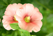 Pink Flower Of Mallow In The Garden