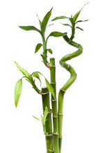 Lucky Bamboo Plant (Dracaena Sanderiana)