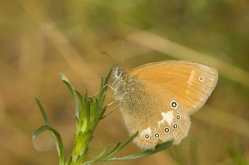 Canvas Print - Coenonympha glycerion