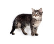 © Tony Campbell - Cute kitten on white