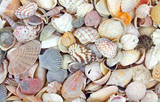 Fototapeta Łazienka - Small seashells